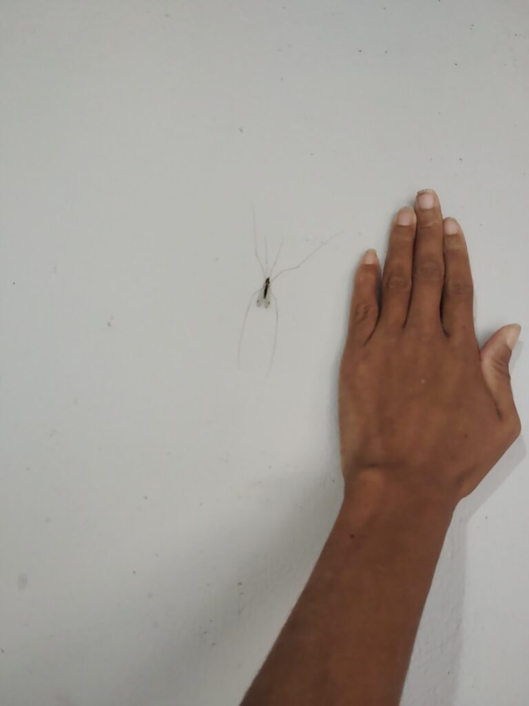 A dark-bodied mosquito