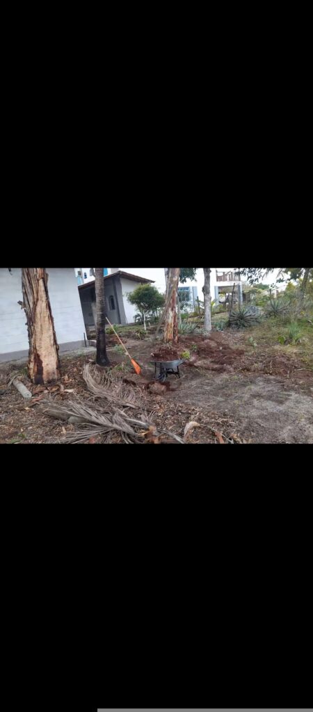 A garden area with cleared dirt and fallen palm fronds, a wheelbarrow filled with soil, and an orange broom leaning against a palm tree, with a white house in the background