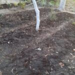 A young tree with a white-painted trunk stands in dark, tilled soil, surrounded by sparse vegetation and a bright, sunny background