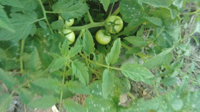 A cluster of four unripe green tomatoes hangs from a leafy vine, surrounded by other green foliage and dry soil