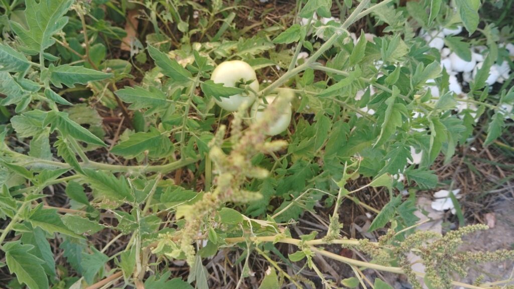 Two unripe green tomatoes grow on a leafy plant amidst other green foliage and dry brown leaves on the ground