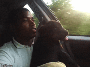 Road Trip with the Doggies Ep 2 on Oasis Videos by the Trott Bailey Faimily: KB, Sher and Keilah Gif