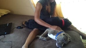 Sher Playing with Panel & Turbine 🐕 Ep 1