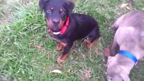 Turbine 🐕Drop It