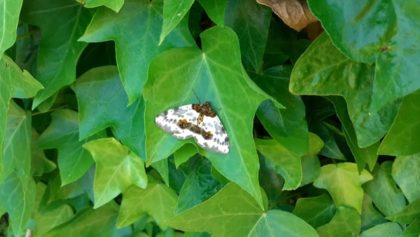 Precious princess Keilah spot a butterfly with World Ruler Sher. Zolokhan found his Katya