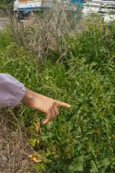 Spotting a butterfly that’s about to turn into a caterpillar in Jeju Korea