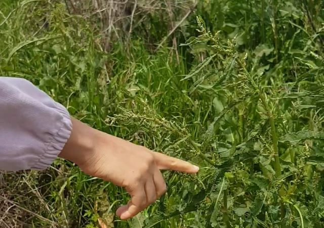 Spotting a butterfly that’s about to turn into a caterpillar in Jeju Korea