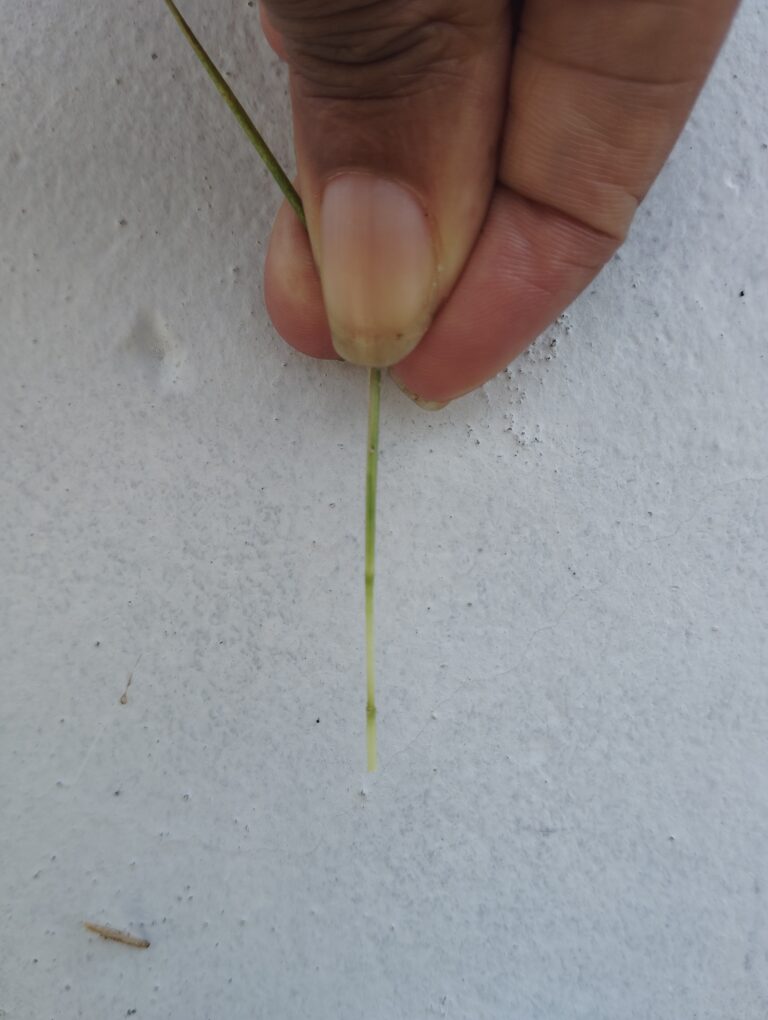 A hand with light brown skin holds a thin green plant stem against a textured white wall