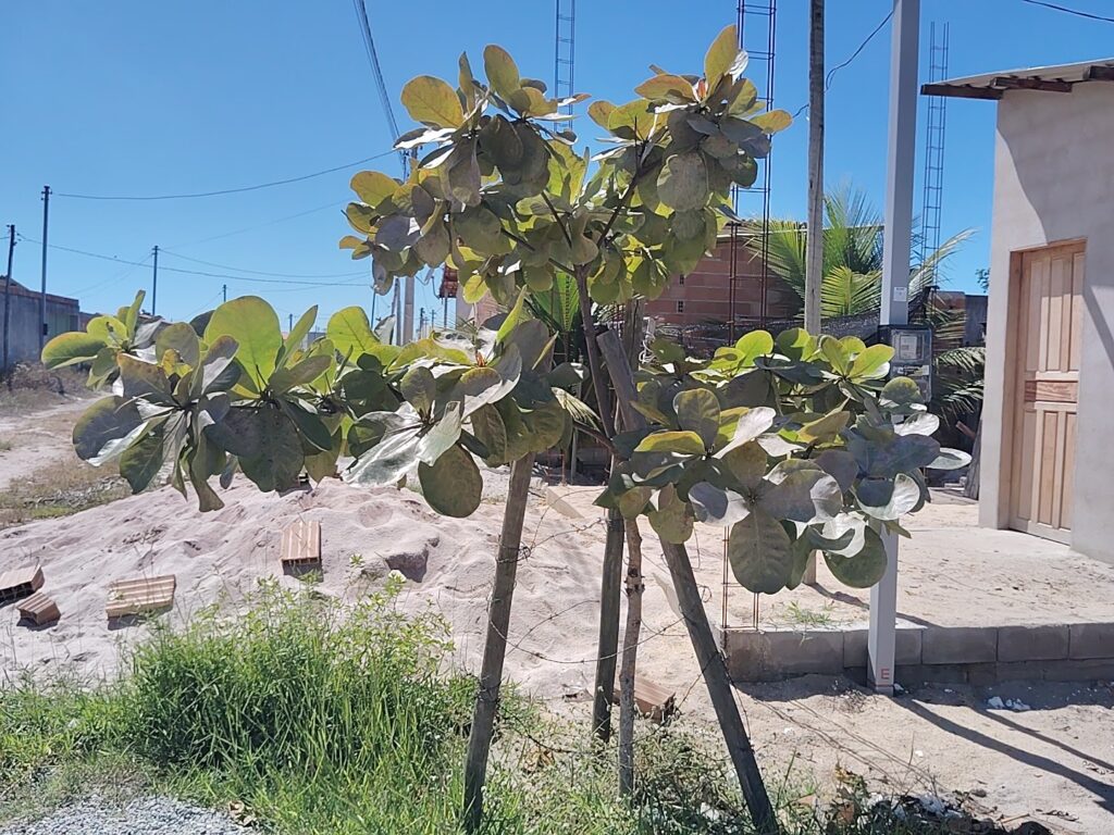A young tree with large