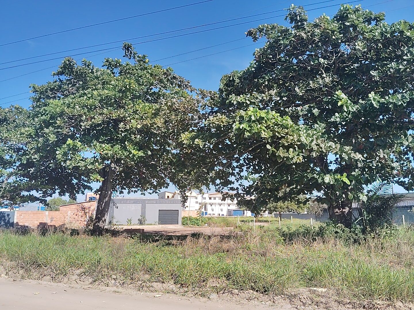 Two large leafy trees stand