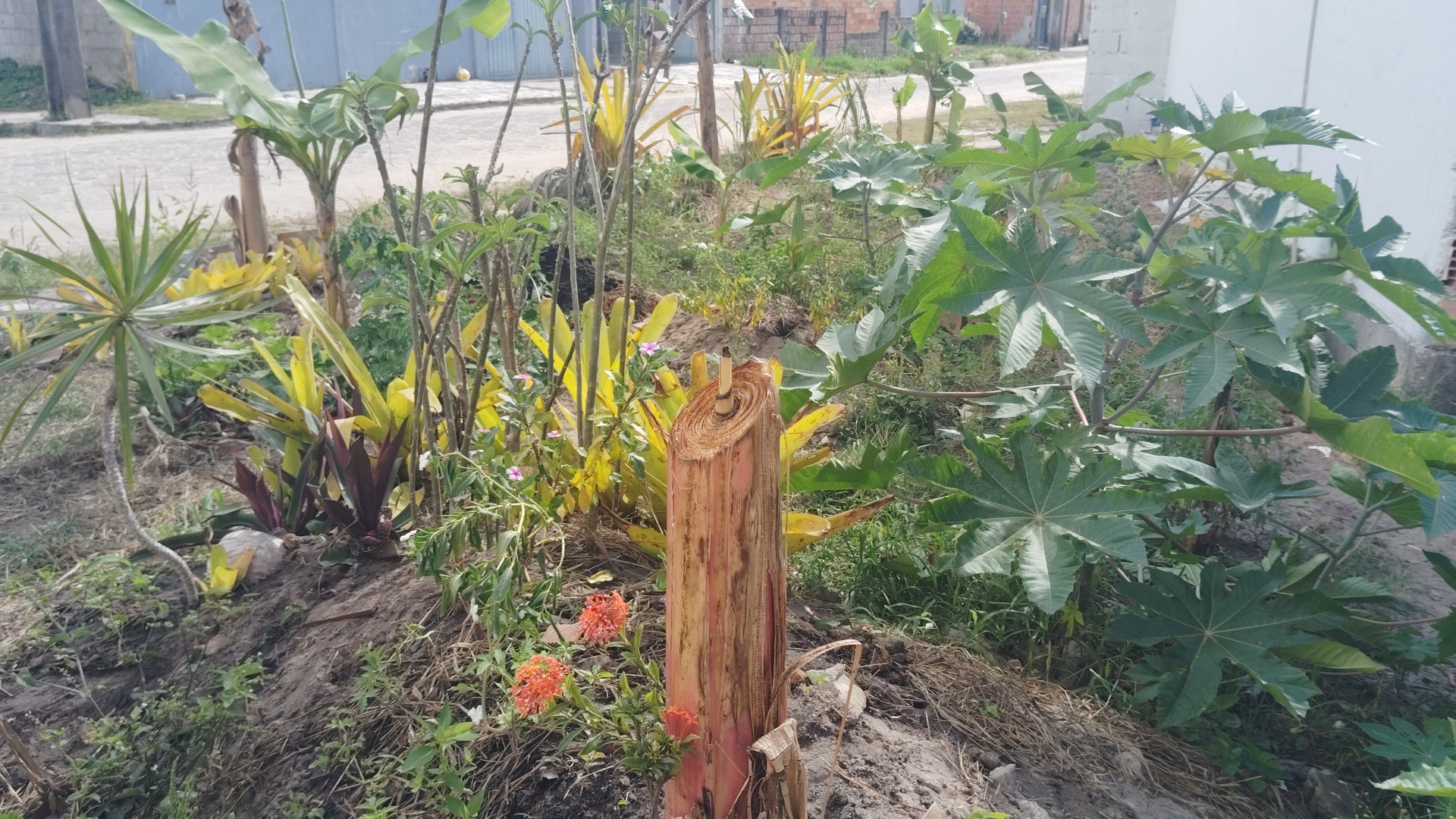 A garden with a cut banana tree trunk in the foreground, surrounded by various green and yellow plants, with a street and buildings in the background