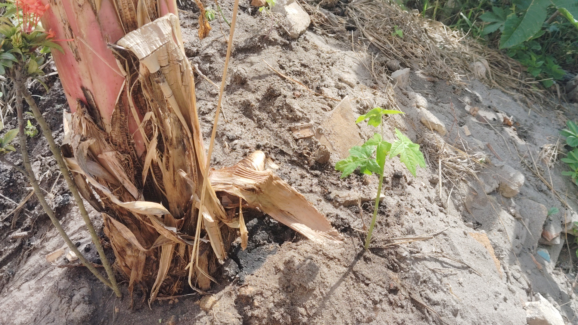 A young green plant with five-lobed leaves grows from sandy soil next to the reddish-brown trunk of a larger, older plant with peeling bark