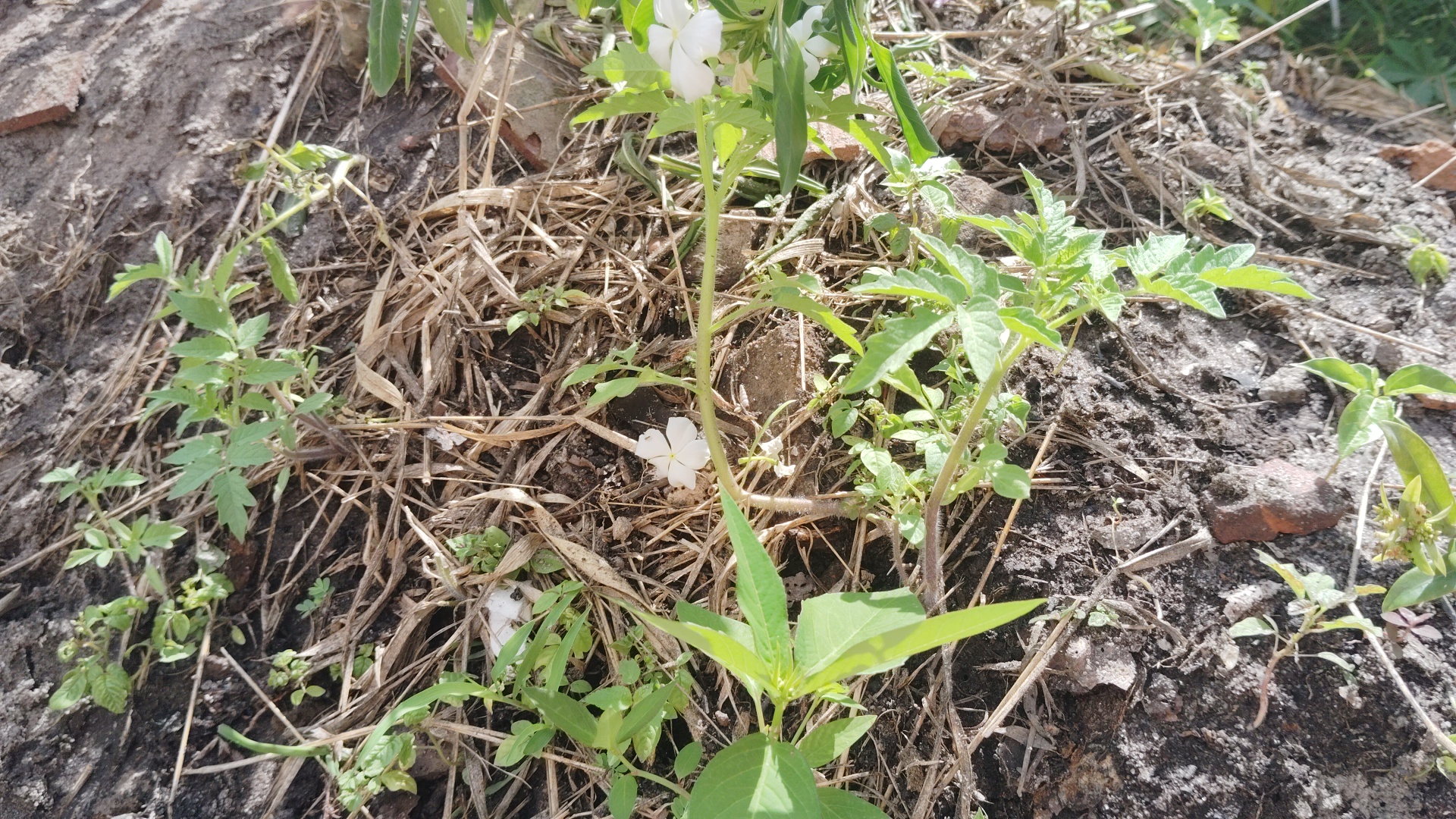 A close-up view of a small white flower on a tall green stem, surrounded by dry grass, green weeds, and dark soil