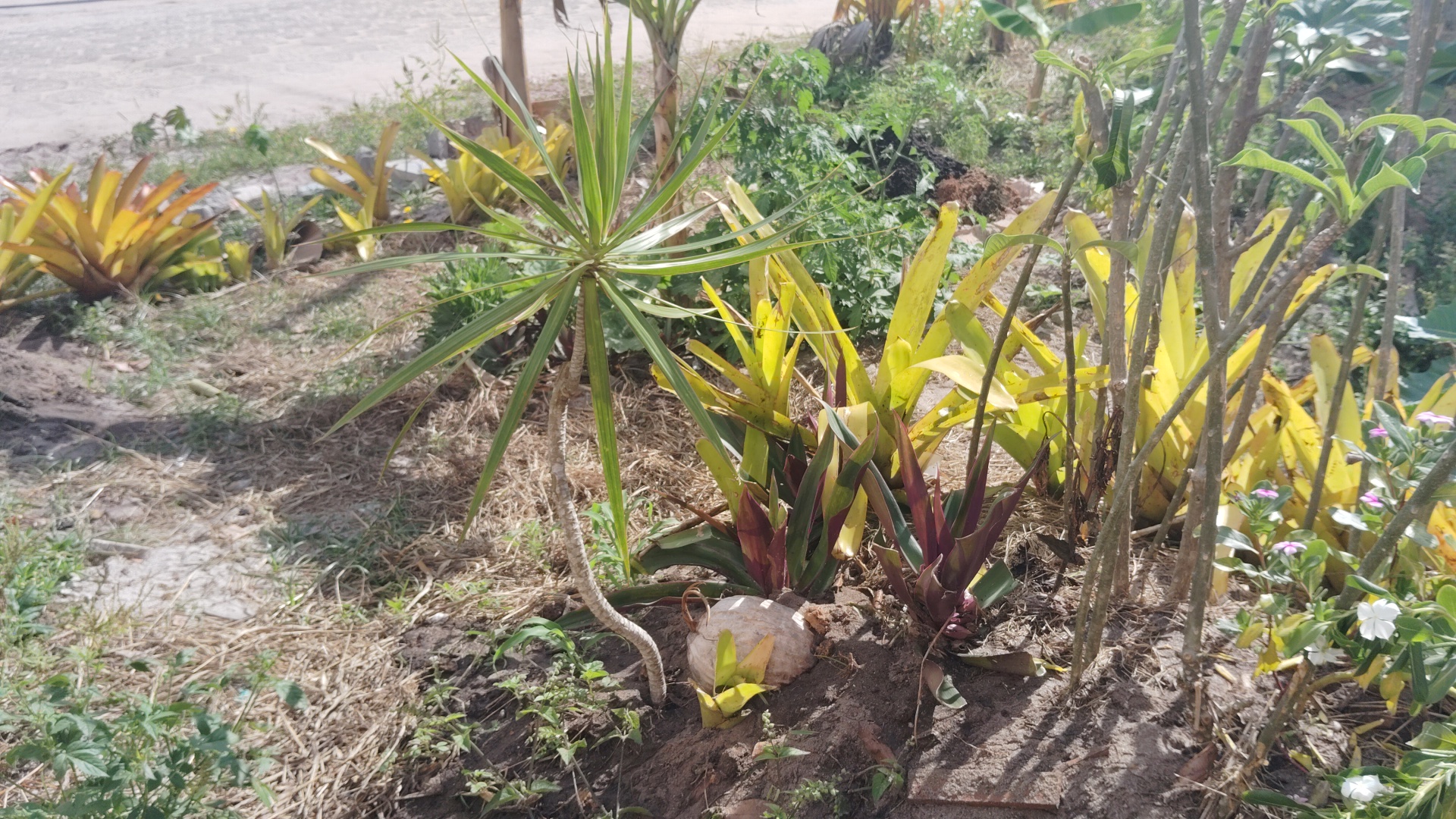 A garden bed with various plants, including a central spiky green plant, yellow-leafed bromeliads, and small pink and white flowers, with dry grass and dirt