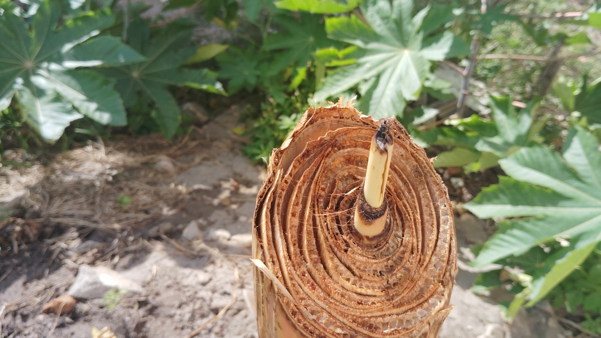 A close-up of a cut banana plant stalk showing concentric layers of brown fiber and a light yellow central shoot