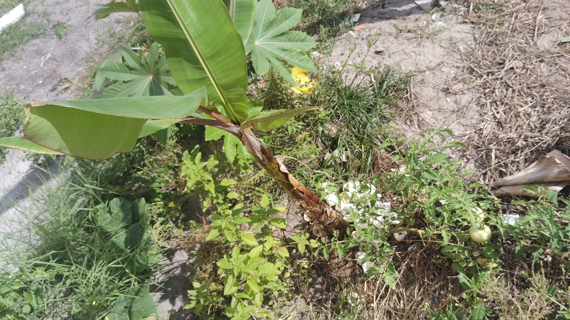 A young banana plant with large green leaves grows in dry, sandy soil with weeds and a small tomato plant with two green tomatoes