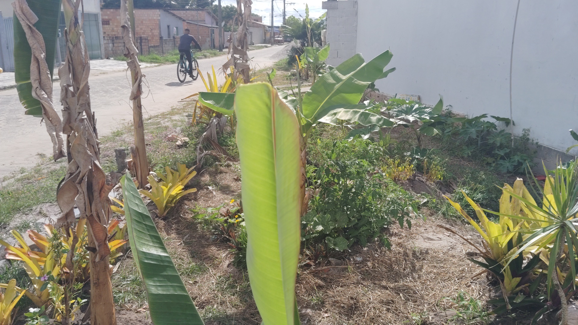A man rides a bicycle down a dirt road lined with banana plants and other foliage, with a white wall on the right
