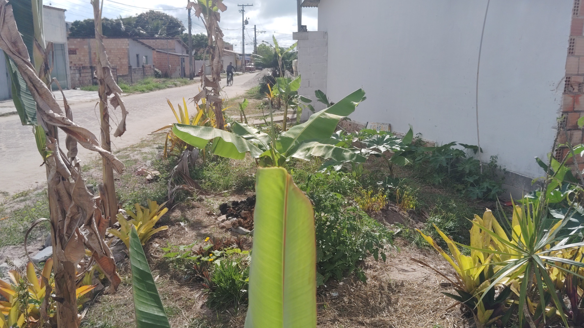 A dirt road winds through a residential area with banana plants and other greenery in the foreground, and a person on a bicycle in the distance