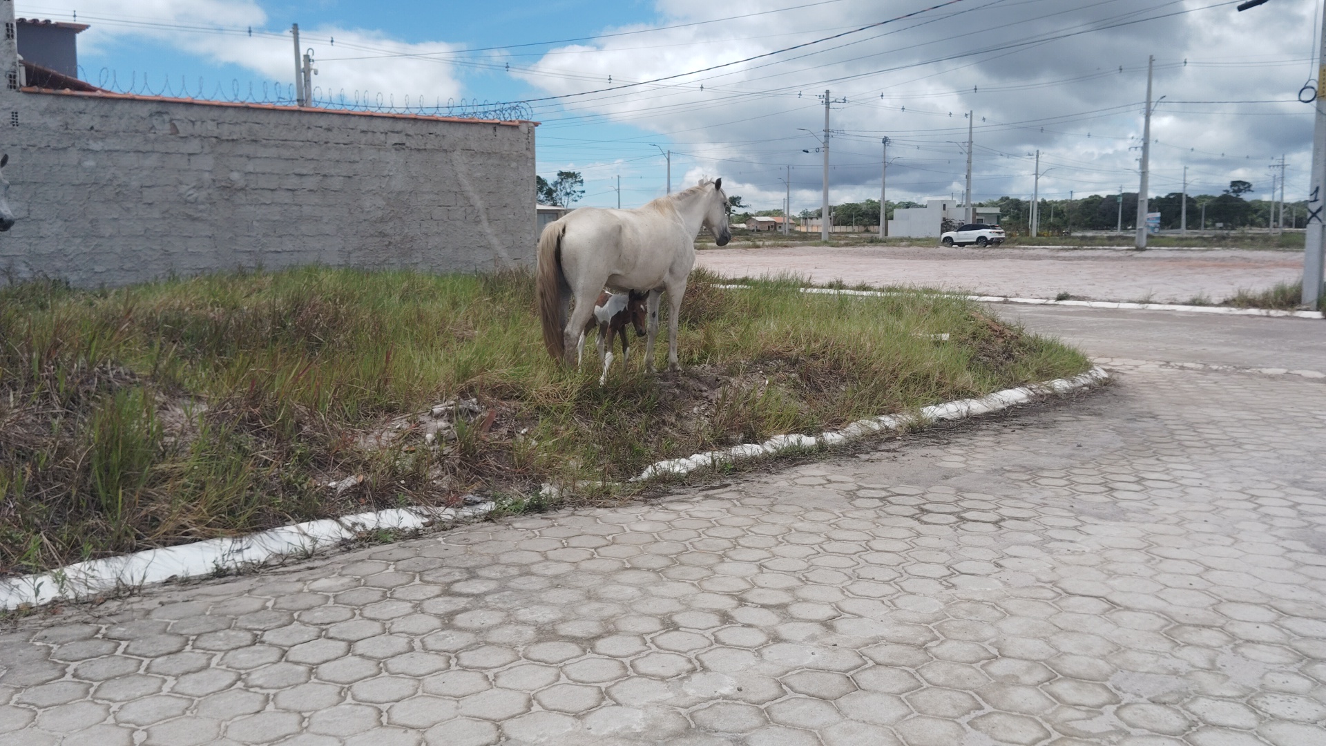 A light-colored horse stands in a grassy area next to a paved road, with a small brown and white foal nursing underneath it