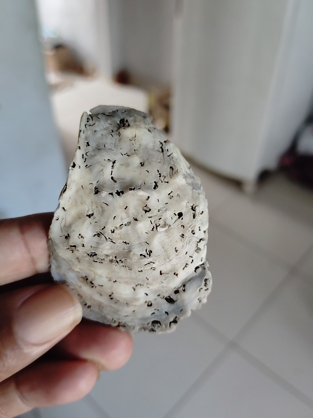 A hand holds a white oyster shell with black speckles and ridged layers, against a blurry light background