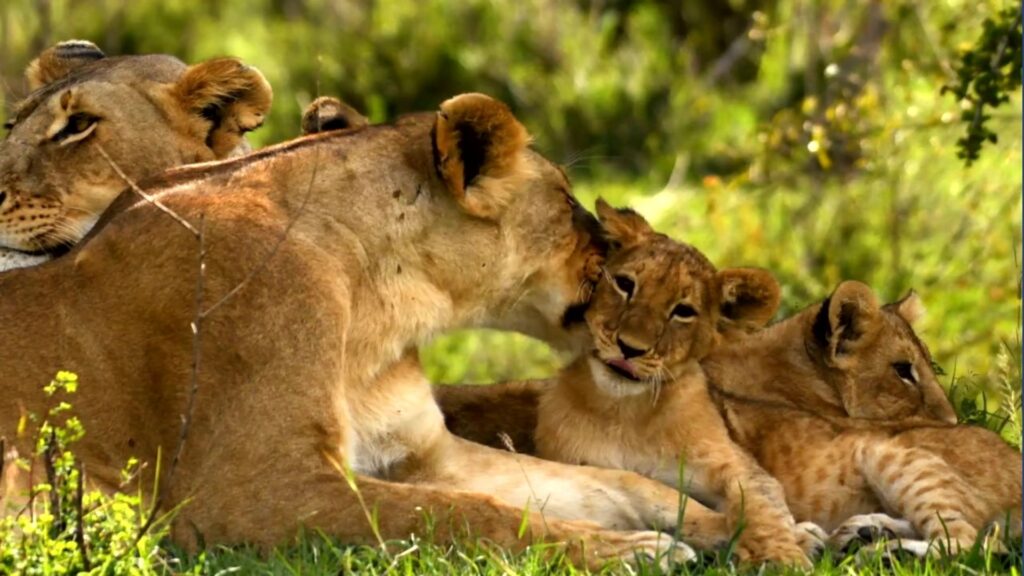 Part 1 Kids and animals weigh in on the Trott Bailey Family Kingdoms featuring Jeb the gorilla, Kang the Kangaroo and Simba the Lion story by Sher Trott Bailey the world ruler (53)
